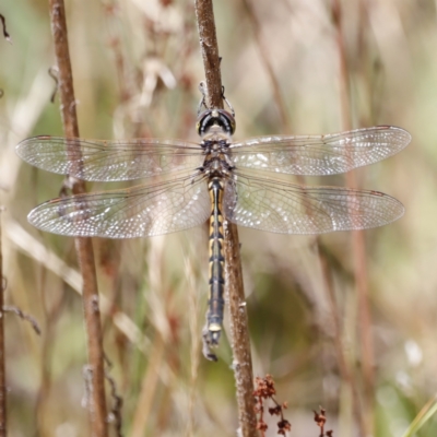 Hemicordulia tau (Tau Emerald) at Namadgi National Park - 21 Jan 2023 by JimL