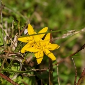 Hypoxis hygrometrica at Nurenmerenmong, NSW - 10 Jan 2023