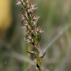 Paraprasophyllum bagoense (Bago Leek Orchid) by Marchien
