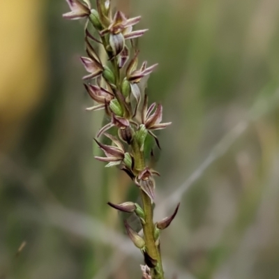 Paraprasophyllum bagoense (Bago Leek Orchid) by Marchien