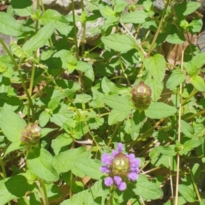 Prunella vulgaris at Cotter River, ACT - 21 Jan 2023