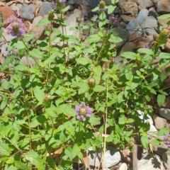 Prunella vulgaris at Cotter River, ACT - 21 Jan 2023