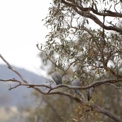 Egretta novaehollandiae (White-faced Heron) at Paddys River, ACT - 21 Jan 2023 by JimL