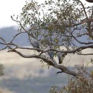 Egretta novaehollandiae at Paddys River, ACT - 21 Jan 2023 08:50 AM