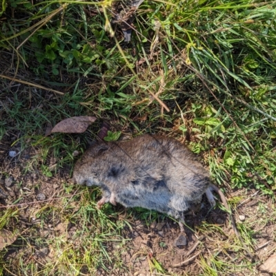 Rattus fuscipes (Bush Rat) at Nurenmerenmong, NSW - 10 Jan 2023 by Marchien