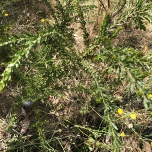 Acacia paradoxa at Garran, ACT - 21 Jan 2023