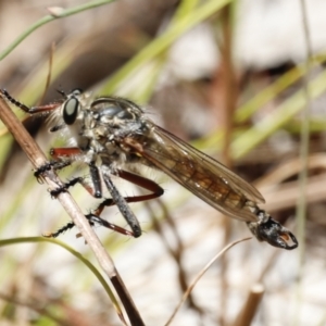 Dolopus rubrithorax at Rendezvous Creek, ACT - 21 Jan 2023 12:30 PM