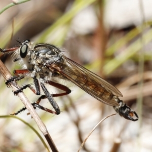 Dolopus rubrithorax at Rendezvous Creek, ACT - 21 Jan 2023 12:30 PM