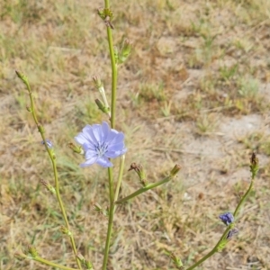 Cichorium intybus at Mawson, ACT - 21 Jan 2023