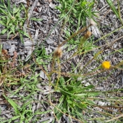 Hypochaeris radicata (Cat's Ear, Flatweed) at Mawson, ACT - 21 Jan 2023 by Mike