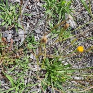 Hypochaeris radicata at Mawson, ACT - 21 Jan 2023 04:05 PM