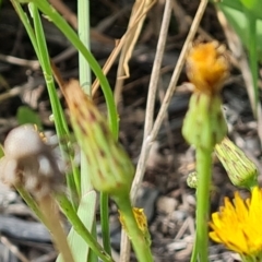 Hypochaeris radicata at Mawson, ACT - 21 Jan 2023 04:05 PM