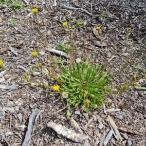 Hypochaeris radicata at Mawson, ACT - 21 Jan 2023 04:03 PM