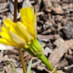 Hypochaeris radicata at Mawson, ACT - 21 Jan 2023 04:03 PM