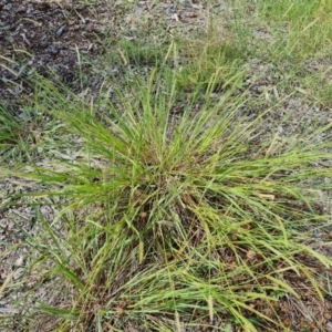 Setaria sp. at Mawson, ACT - 21 Jan 2023