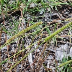 Setaria sp. at Mawson, ACT - 21 Jan 2023