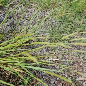 Setaria sp. at Mawson, ACT - 21 Jan 2023