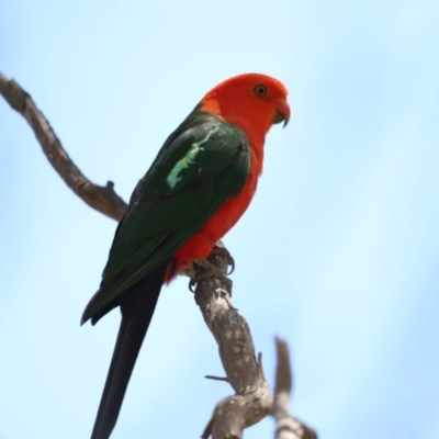 Alisterus scapularis (Australian King-Parrot) at Namadgi National Park - 21 Jan 2023 by JimL