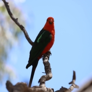 Alisterus scapularis at Rendezvous Creek, ACT - 21 Jan 2023