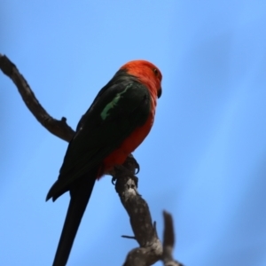 Alisterus scapularis at Rendezvous Creek, ACT - 21 Jan 2023