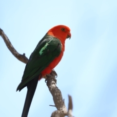 Alisterus scapularis at Rendezvous Creek, ACT - 21 Jan 2023