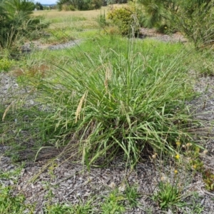 Paspalum dilatatum at Mawson, ACT - 21 Jan 2023 03:59 PM