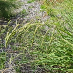 Paspalum dilatatum at Mawson, ACT - 21 Jan 2023