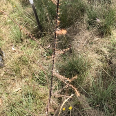 Acacia paradoxa (Kangaroo Thorn) at Garran, ACT - 21 Jan 2023 by ruthkerruish