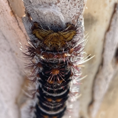 Chelepteryx collesi (White-stemmed Gum Moth) at Parkes, ACT - 21 Jan 2023 by CathyKatie