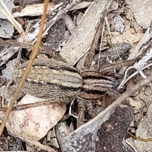 Miturga sp. (genus) at Carwoola, NSW - 21 Jan 2023