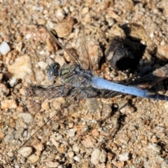 Orthetrum caledonicum (Blue Skimmer) at Wodonga, VIC - 20 Jan 2023 by KylieWaldon