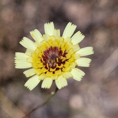 Tolpis barbata (Yellow Hawkweed) at Carwoola, NSW - 21 Jan 2023 by trevorpreston