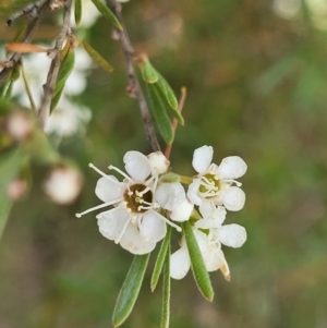 Kunzea ericoides at Carwoola, NSW - 21 Jan 2023 11:40 AM