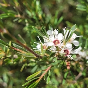 Kunzea ericoides at Carwoola, NSW - 21 Jan 2023 11:40 AM