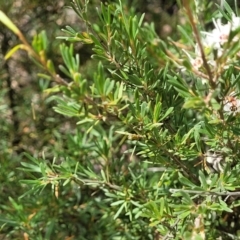 Kunzea ericoides at Carwoola, NSW - 21 Jan 2023 11:40 AM