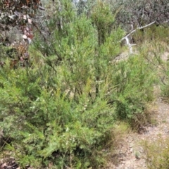 Kunzea ericoides at Carwoola, NSW - 21 Jan 2023 11:40 AM