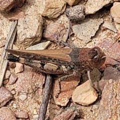 Pycnostictus sp. (genus) (A bandwing grasshopper) at Carwoola, NSW - 21 Jan 2023 by trevorpreston
