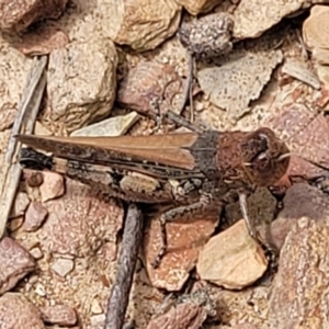 Pycnostictus sp. (genus) at Carwoola, NSW - 21 Jan 2023