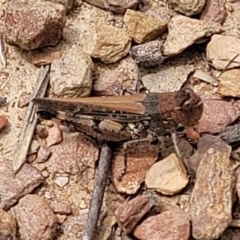 Pycnostictus sp. (genus) at Carwoola, NSW - 21 Jan 2023