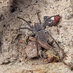 Miturgidae (family) at Carwoola, NSW - 21 Jan 2023 by trevorpreston