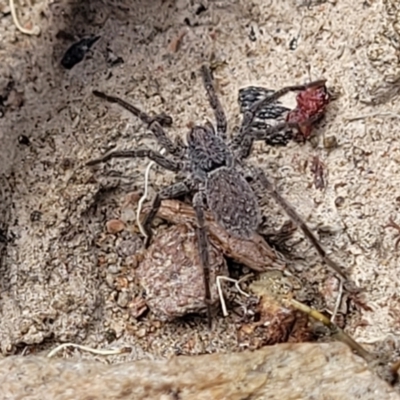 Miturgidae (family) at Carwoola, NSW - 21 Jan 2023 by trevorpreston