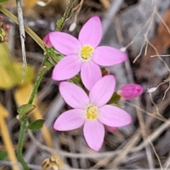 Centaurium erythraea (Common Centaury) at Carwoola, NSW - 21 Jan 2023 by trevorpreston