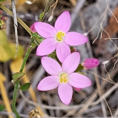 Centaurium erythraea (Common Centaury) at Carwoola, NSW - 21 Jan 2023 by trevorpreston