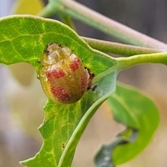 Paropsisterna fastidiosa at Carwoola, NSW - 21 Jan 2023