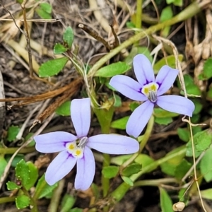 Isotoma fluviatilis subsp. australis at Carwoola, NSW - 21 Jan 2023