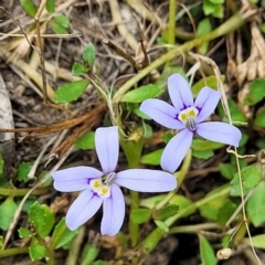 Isotoma fluviatilis subsp. australis at Carwoola, NSW - 21 Jan 2023