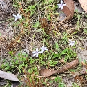 Isotoma fluviatilis subsp. australis at Carwoola, NSW - 21 Jan 2023