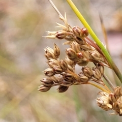 Juncus subsecundus (Finger Rush) at Carwoola, NSW - 21 Jan 2023 by trevorpreston