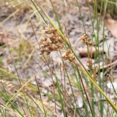 Juncus subsecundus at Carwoola, NSW - 21 Jan 2023 11:26 AM