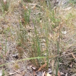 Juncus subsecundus at Carwoola, NSW - 21 Jan 2023 11:26 AM